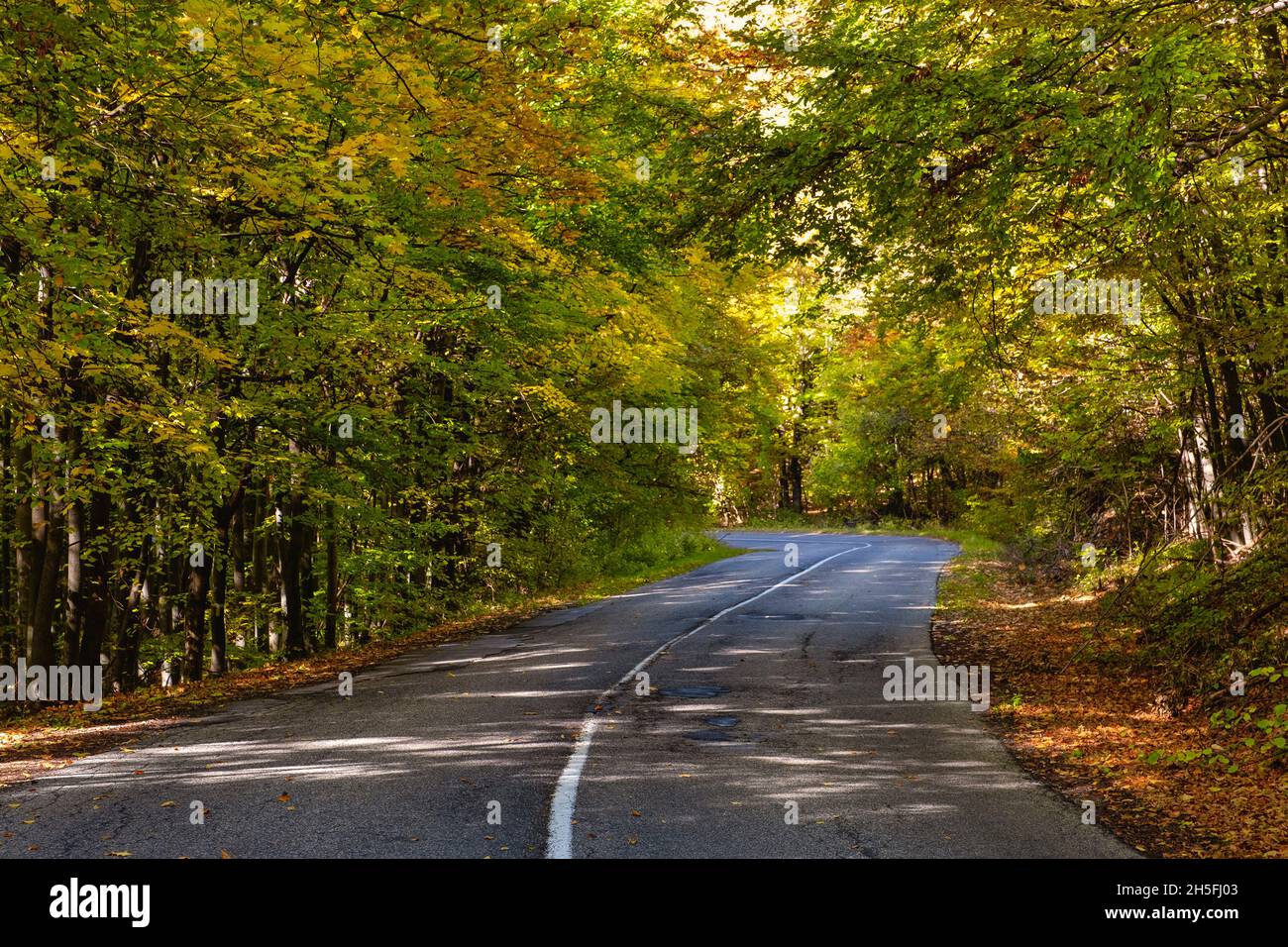 A road through the forest in autumn Stock Photo