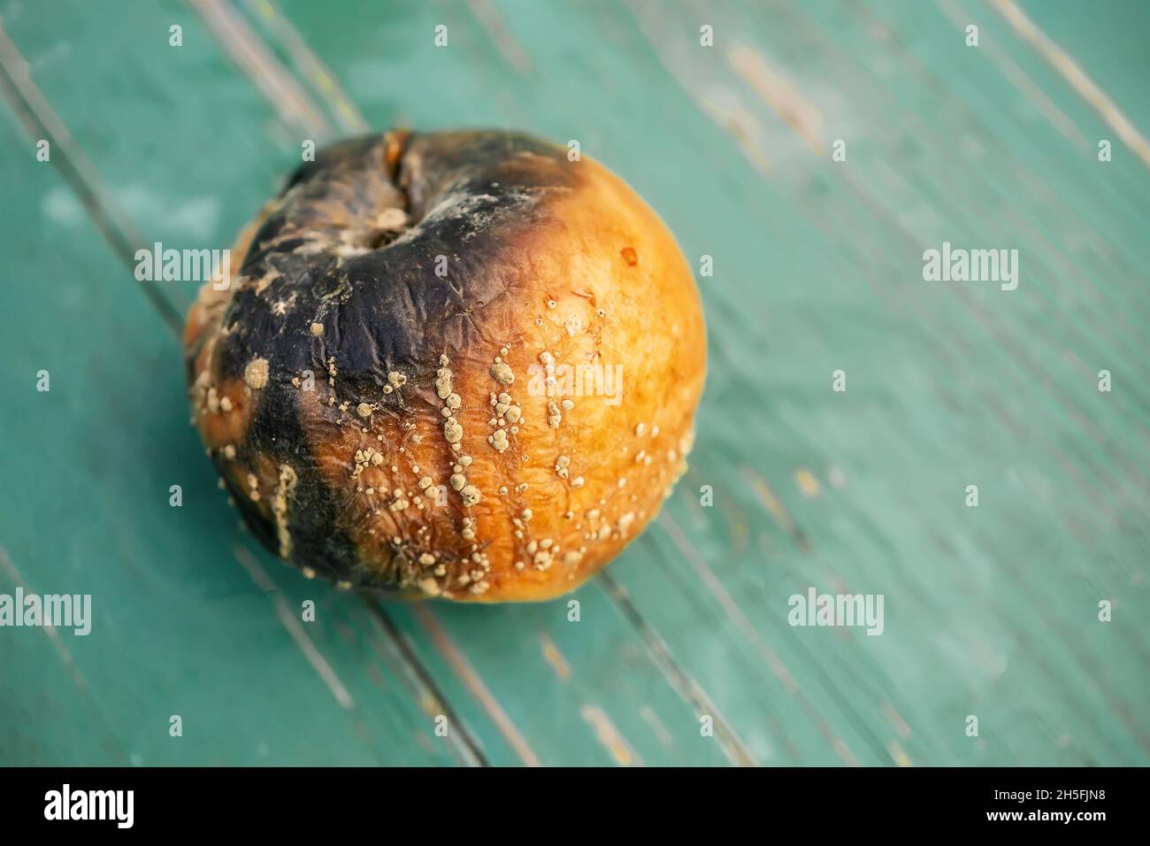 rotten apple on a wooden surface. the apple is affected by scab spores. Fungal diseases of fruit trees in the garden. Scab affects the leaves and frui Stock Photo