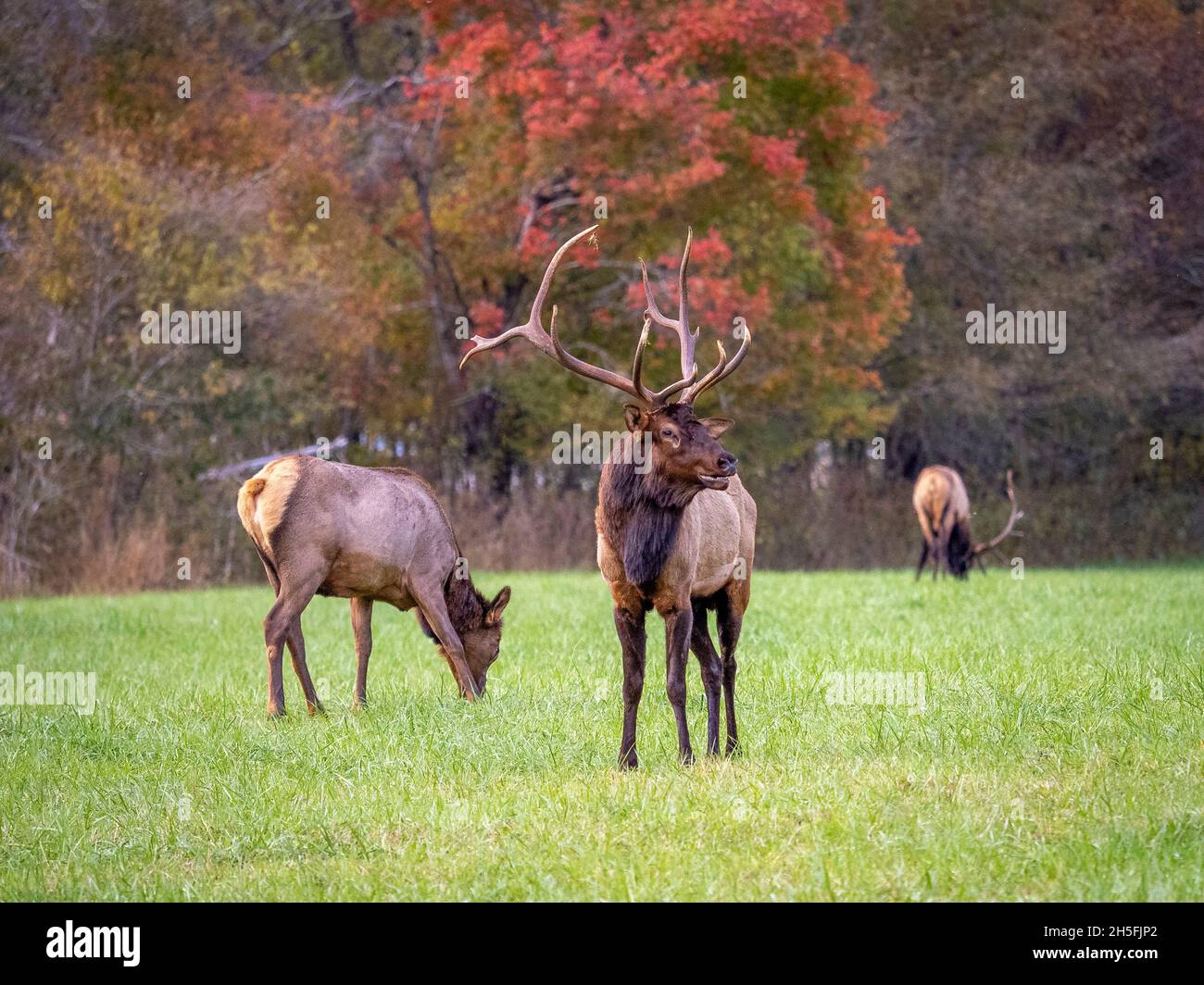Elk or  Manitoban Elk, in field near Oconaluftee Visitor Center in Great Smoky Mountains National Park in North Carolina USA Stock Photo