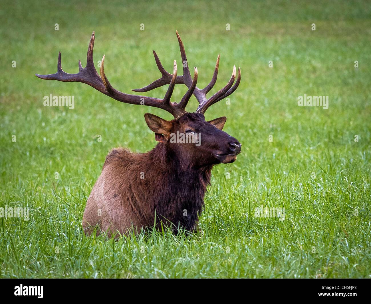 A single male Elk or  Manitoban Elk, in a field near Oconaluftee Visitor Center in Great Smoky Mountains National Park in North Carolina USA Stock Photo