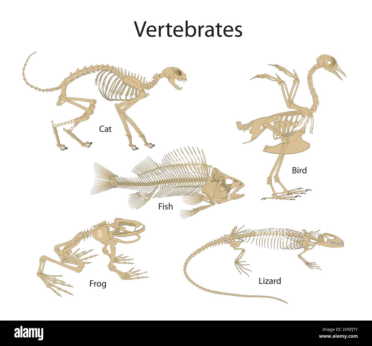 Vertebrates are animals with backbones Stock Photo
