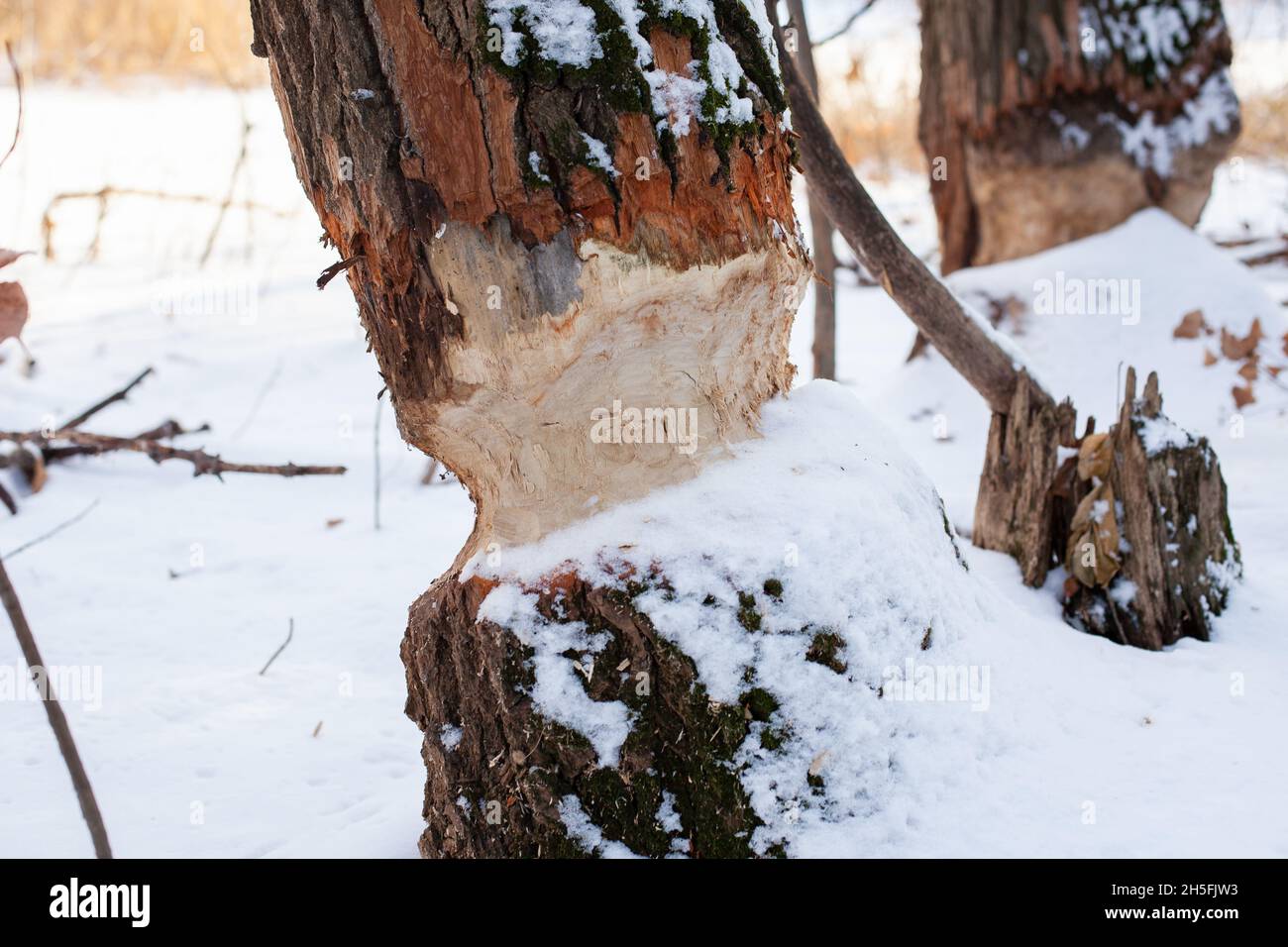 Trees in winter forest. Close-up of tree trunks with beaver teeth marks growing in forest in Europe, covered with snow after heavy snowstorm Stock Photo