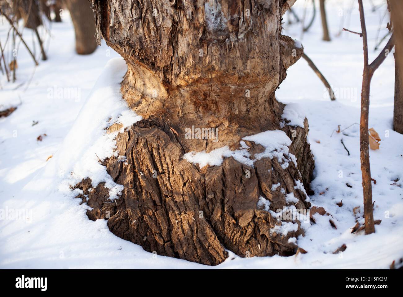 Old tree grows in winter forest. Close-up of tree trunk with marks from beaver teeth and covered with snow, winter landscape Stock Photo