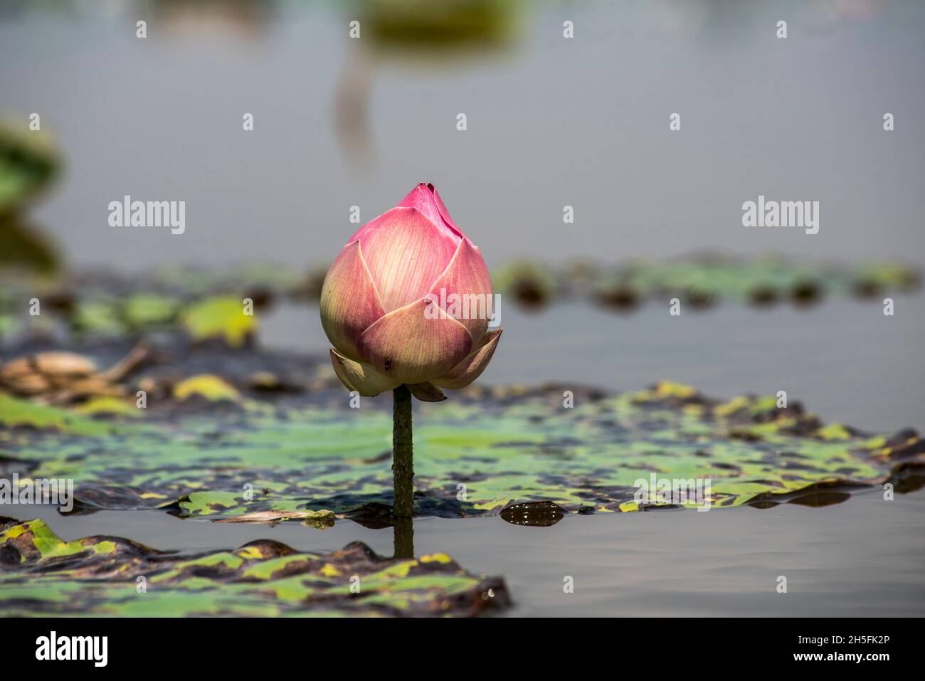 Thai lotus flower hires stock photography and images Alamy