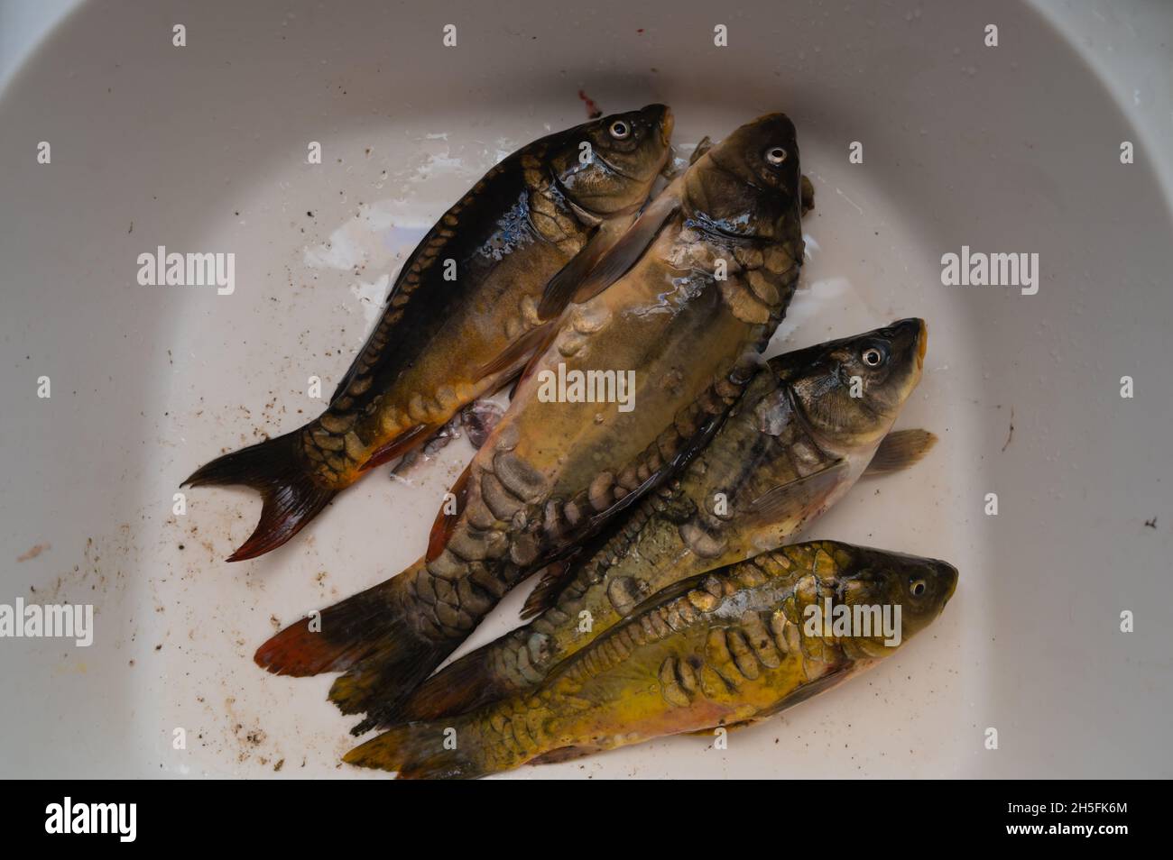fresh fish is in the sink in the kitchen preparing for butchering and  cleaning Stock Photo - Alamy