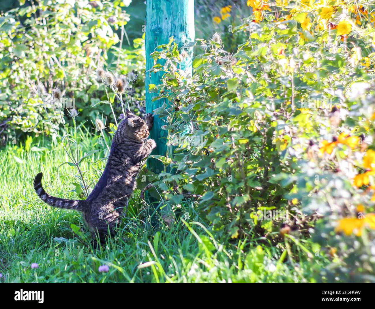 Funny cat outdoors in hi-res stock photography and images - Alamy