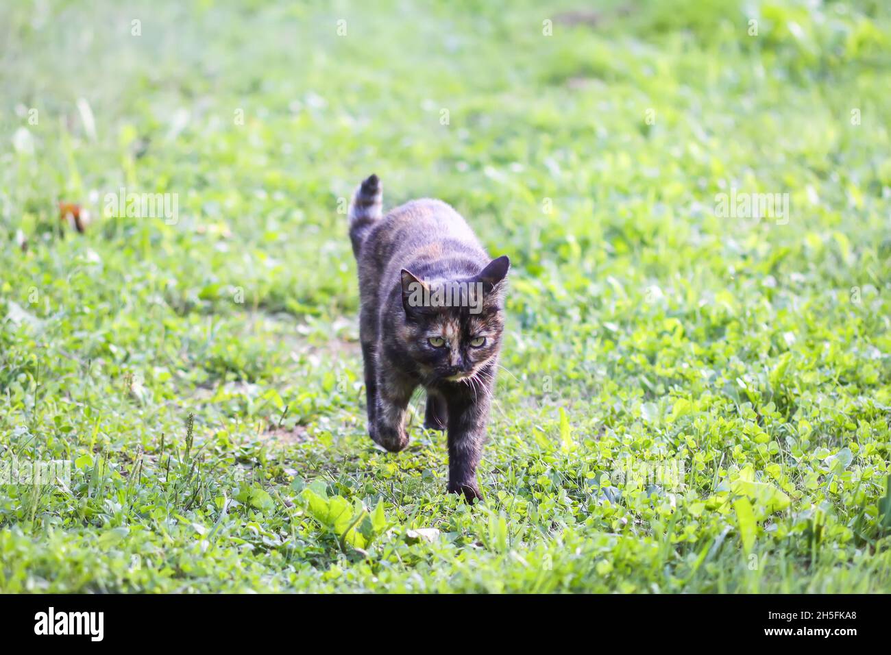 Funny cat outdoors in hi-res stock photography and images - Alamy