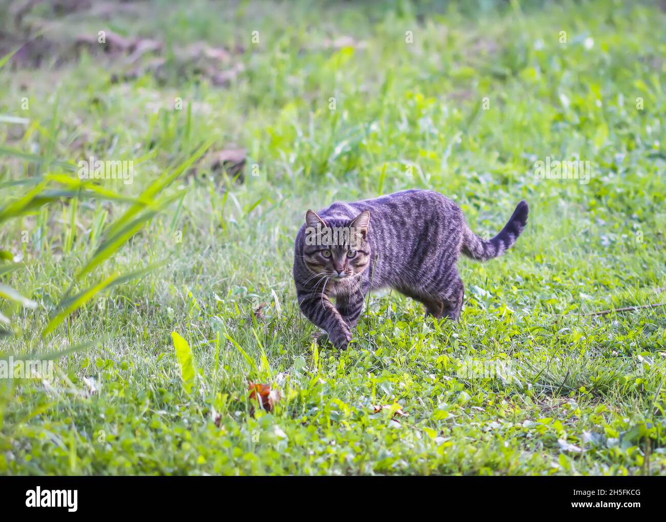 Funny cat outdoors in hi-res stock photography and images - Alamy