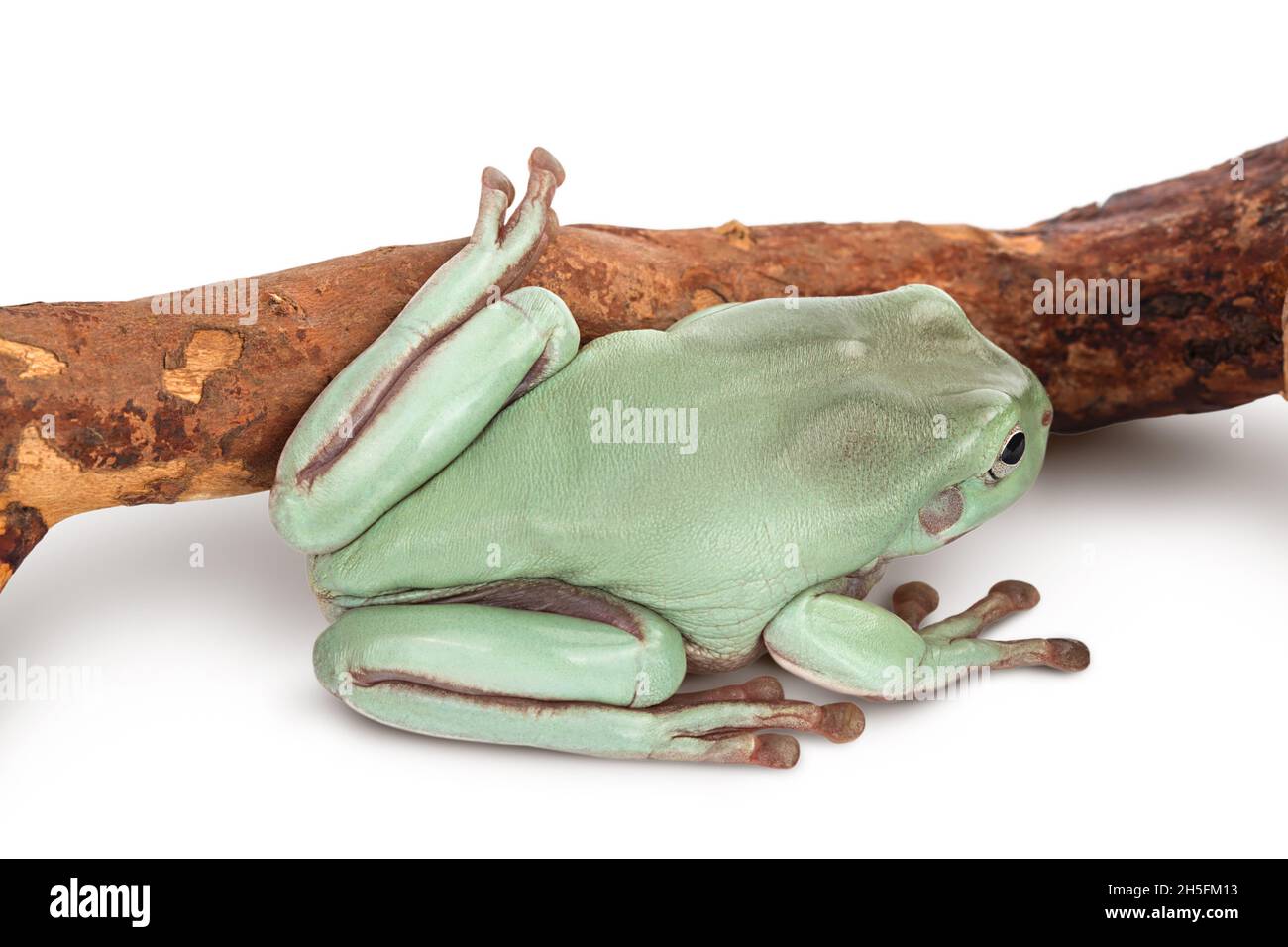The Australian green tree frog on a branch isolated on white background with clipping path and full depth of field Stock Photo