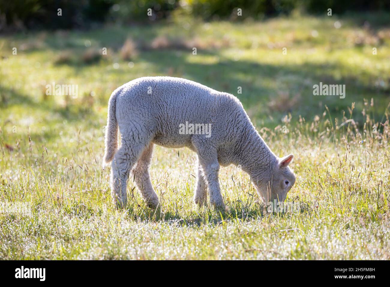Photograph of white woolly sheep grazing on lush green grass in a large ...