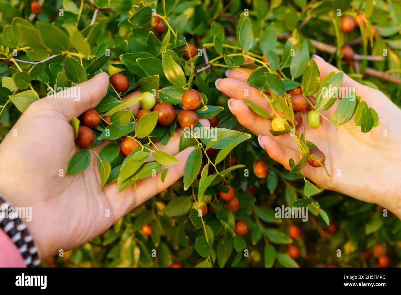 Chinese date on a background of green leaves. Nature concept. Ripening ...