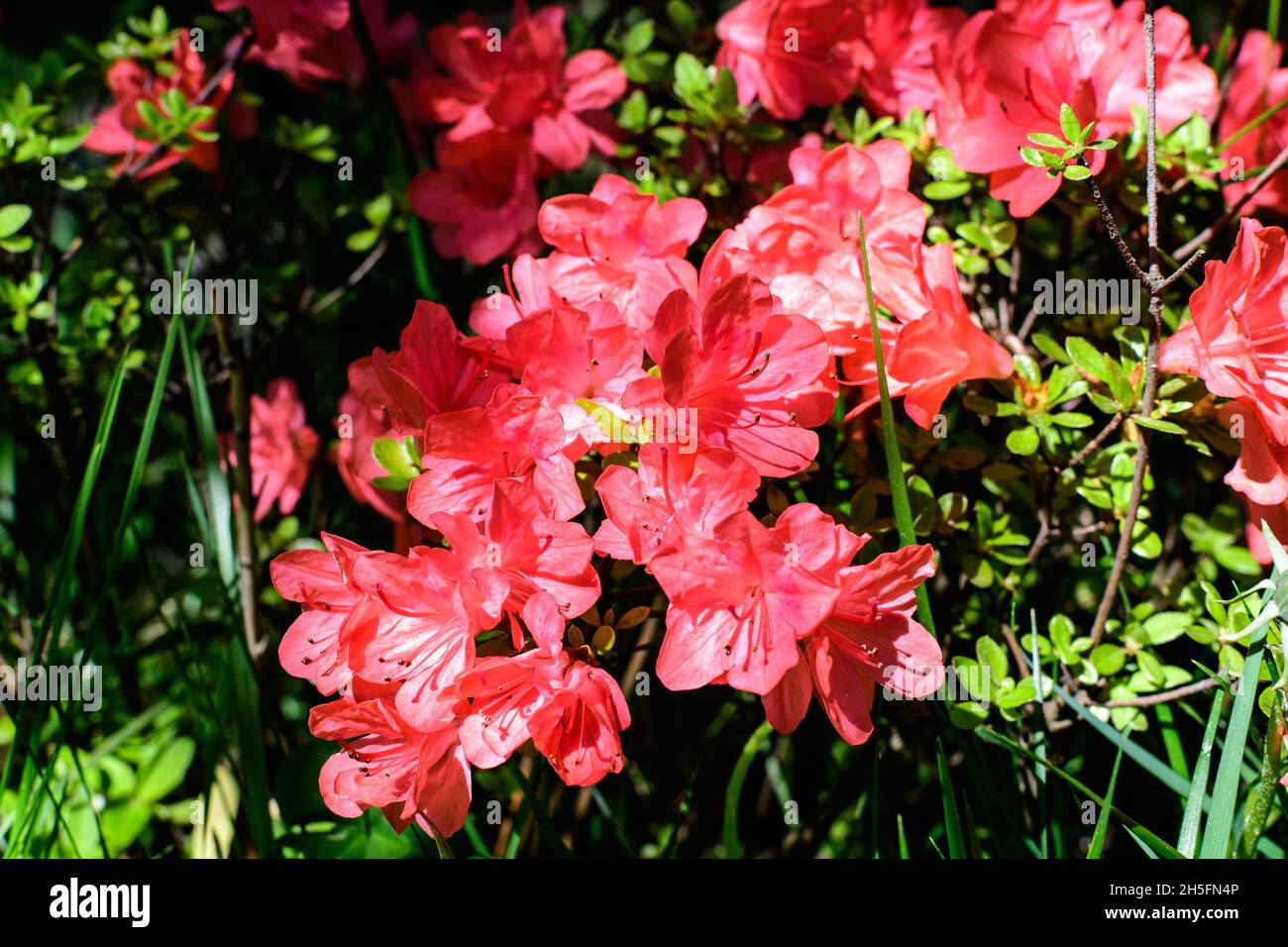 Azaleas Rojas Bush of delicate vivid red flowers of azalea or Rhododendron plant in a ...