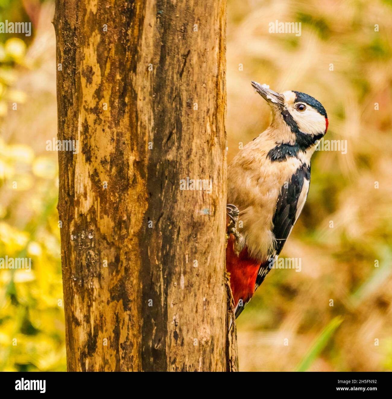 Great Spotted Woodpecker in Cotswolds Garden Stock Photo