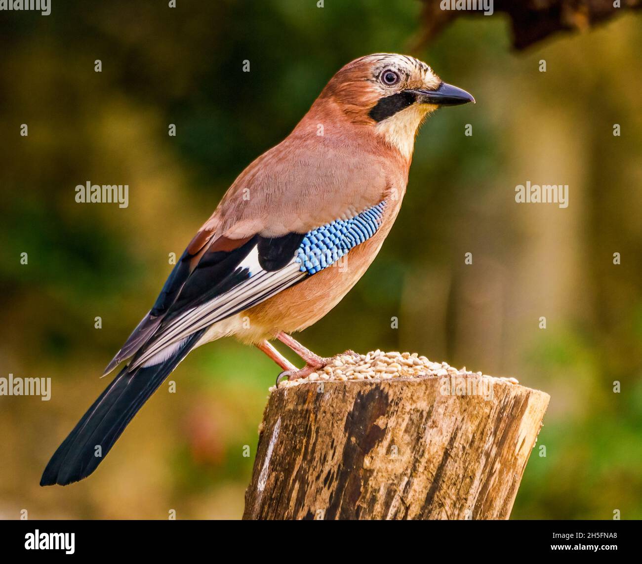 Jay bird uk hi-res stock photography and images - Alamy