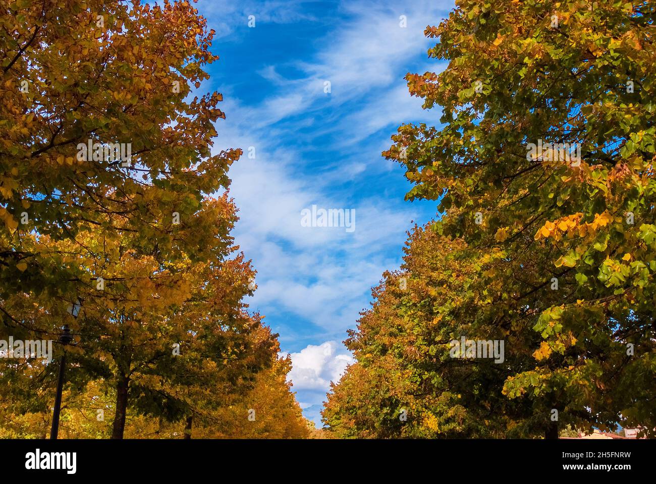 Linden or basswood autumn leaves and foliage with clouds as background Stock Photo