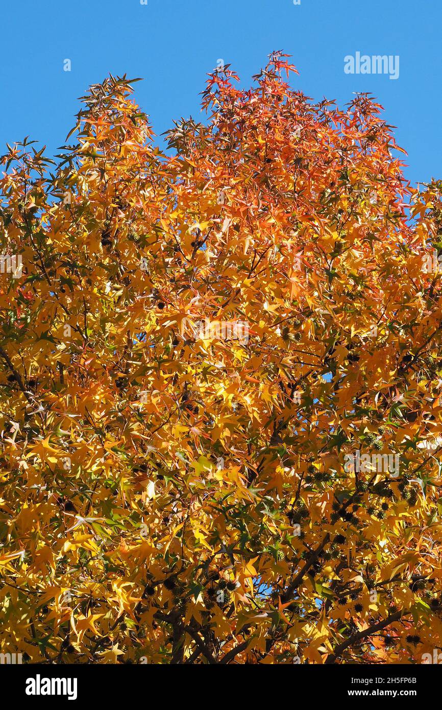 American sweetgum, Amerikanische Amberbaum, Liquidambar styraciflua