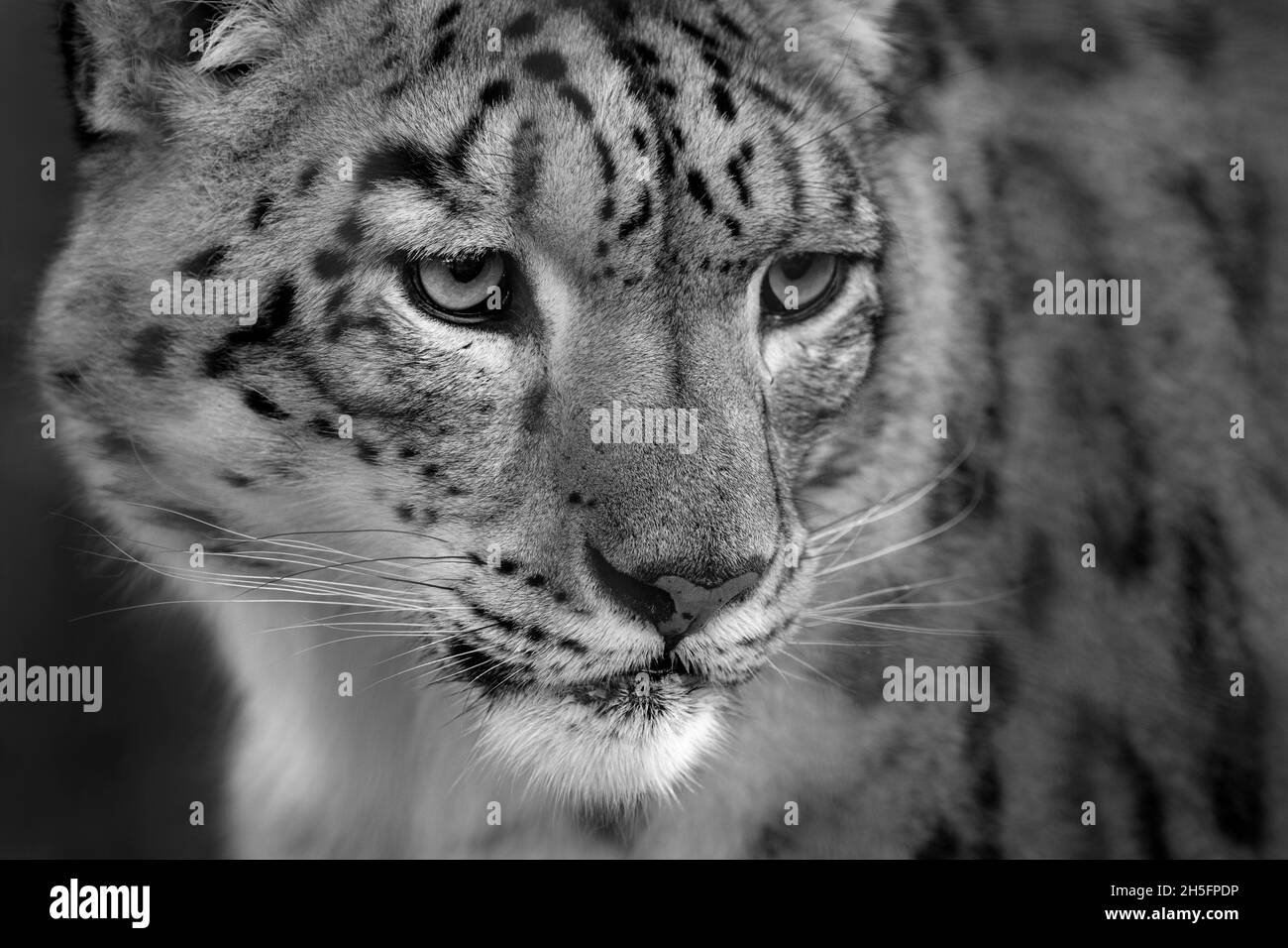 Male snow leopard (close-up) Stock Photo