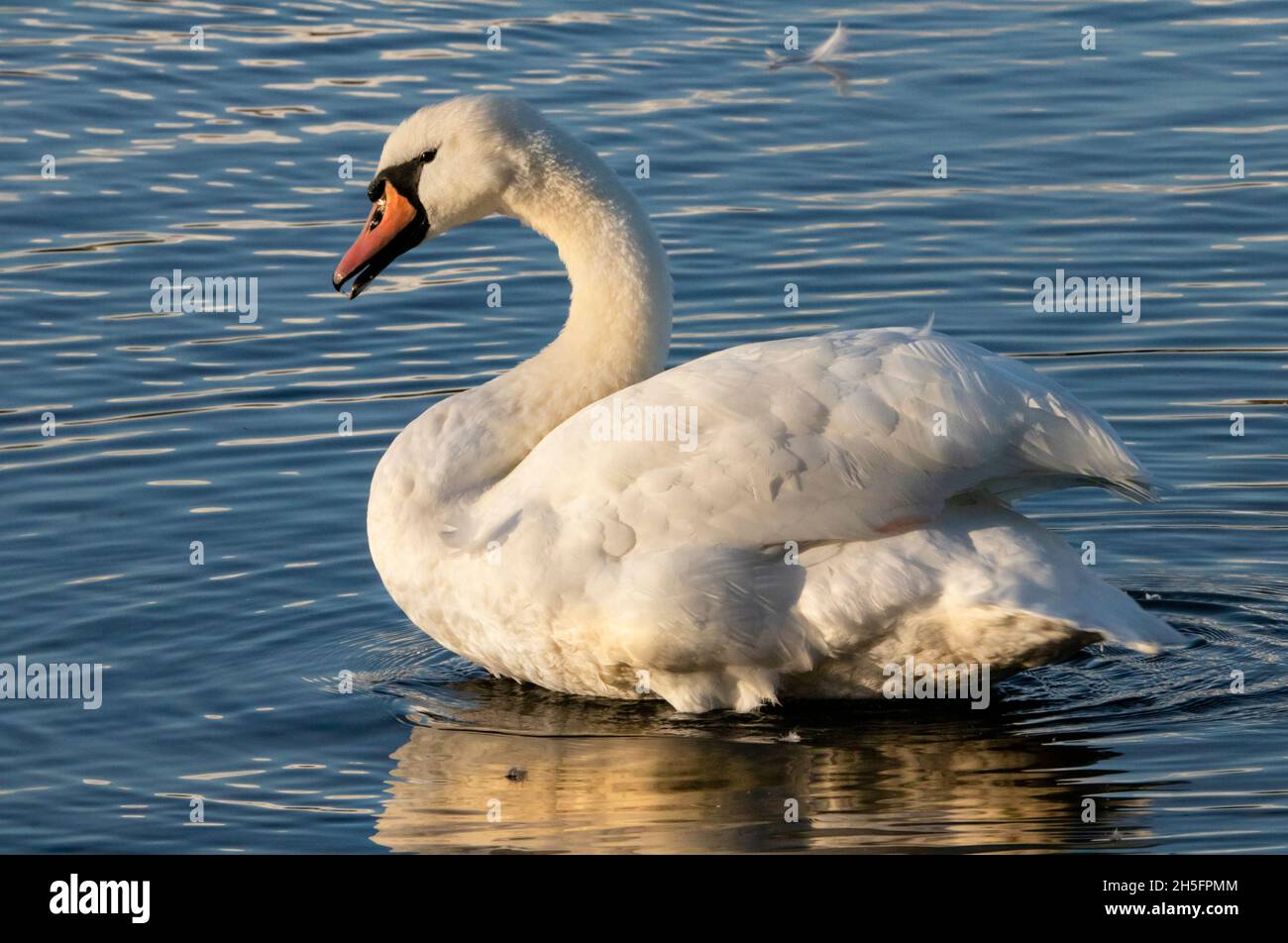 Mute Swan, lake, reflections, large white swans in teh sunshine, Bedfordshire, UK Stock Photo