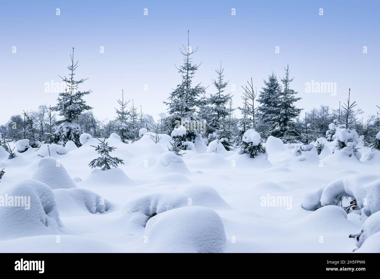 Snow covered trees in magical winter forest. Stock Photo
