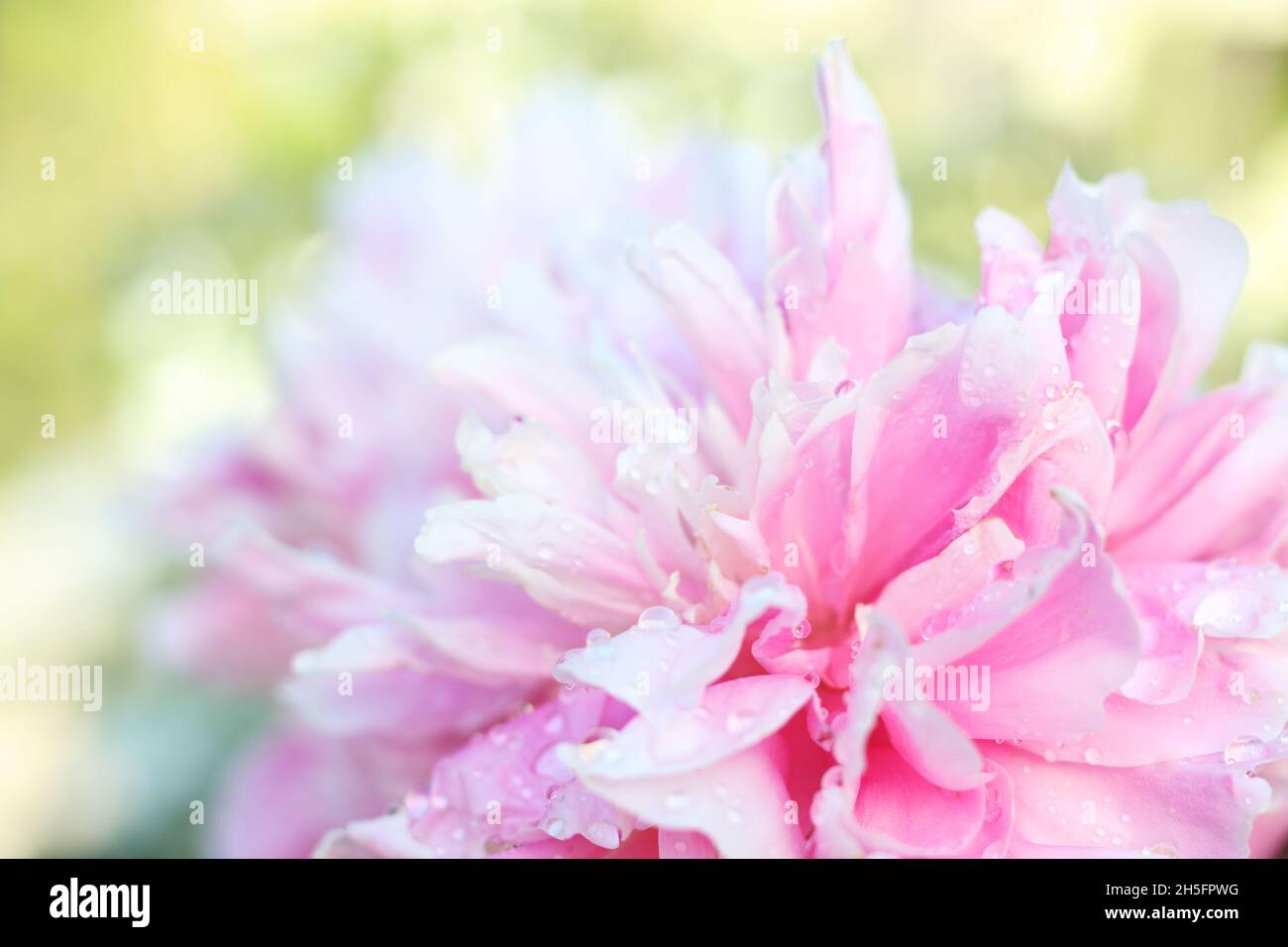 Close-up view of pink blossom flower named as peony with raindrops on green blurred background. Soft focus. Stock Photo