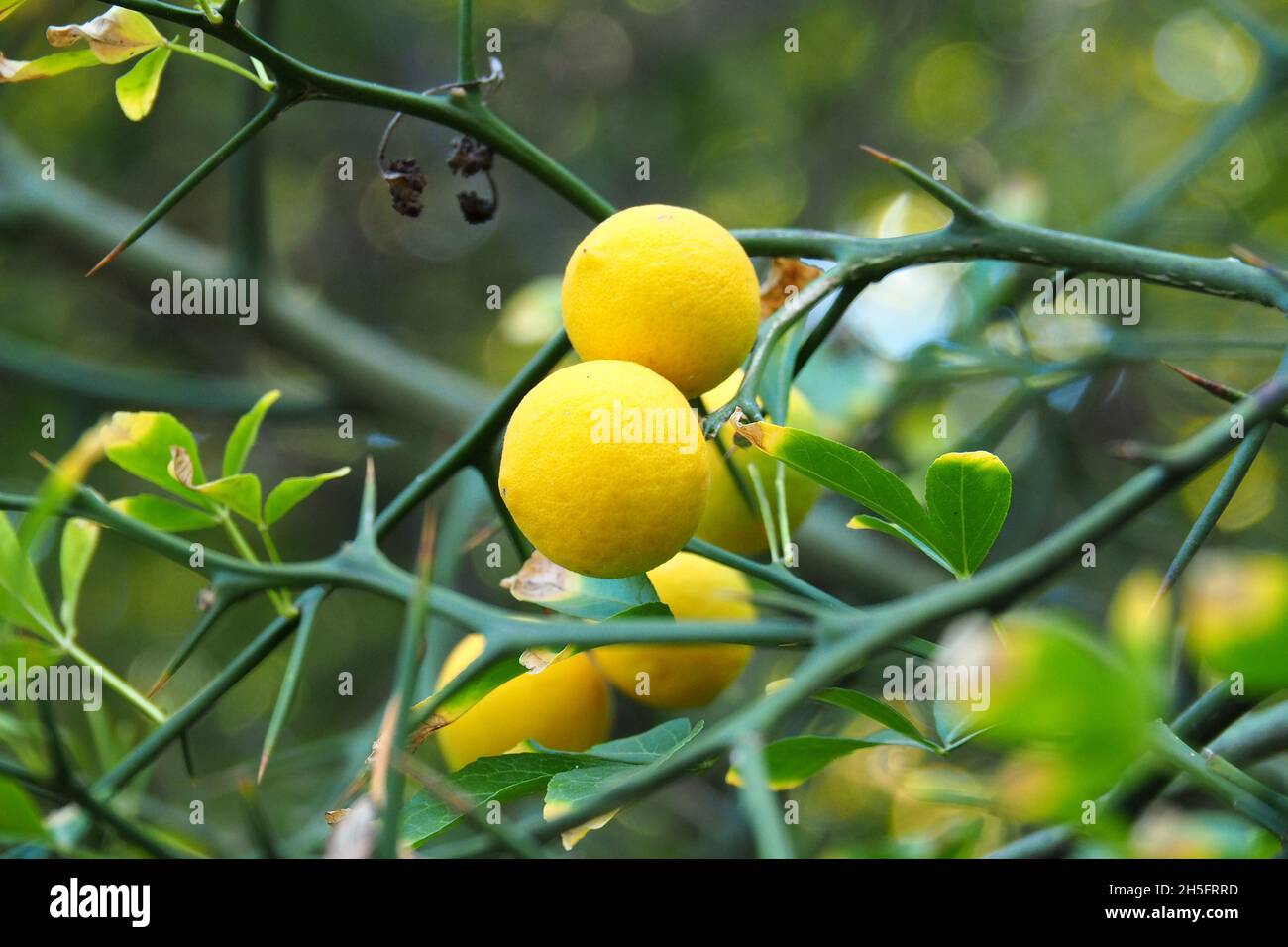 Trifoliate orange, Japanese bitterorange, Dreiblättrige Orange, Citronnier épineux, Poncirus