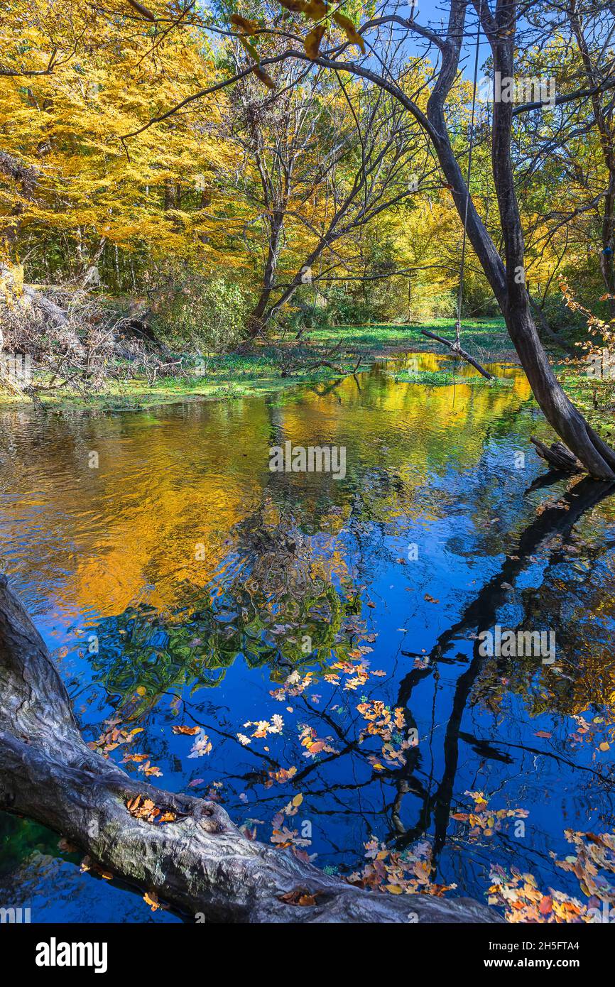 Reflection of autumn colors in a pond in the forest Stock Photo - Alamy