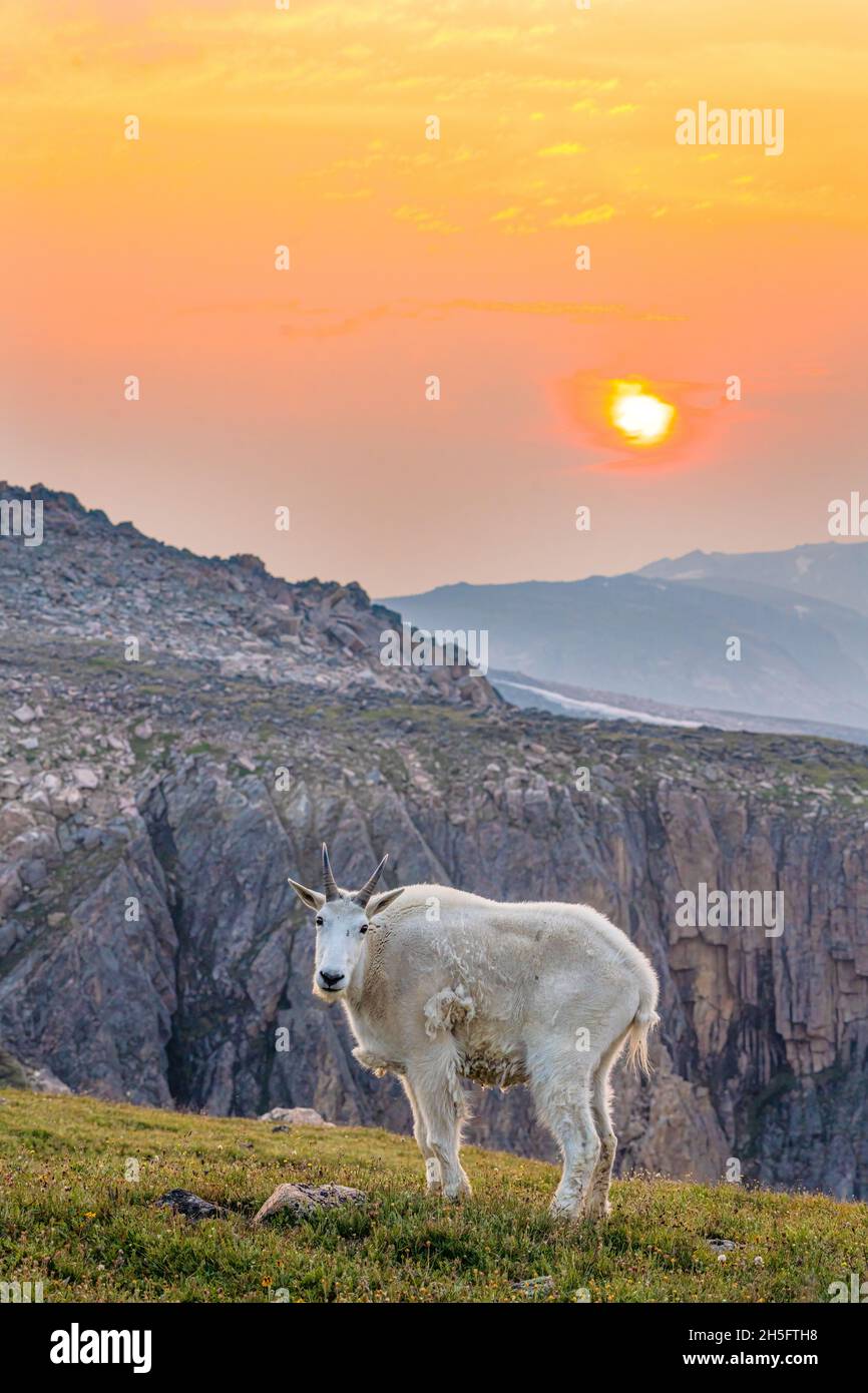 Mountain Goat at Sunset Stock Photo - Alamy