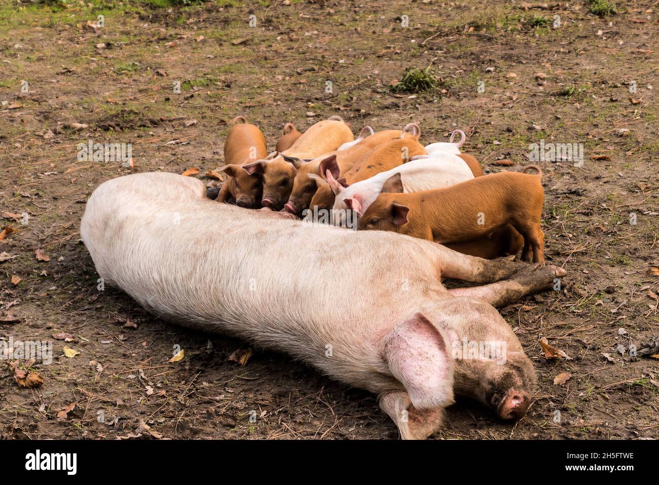 Sow pig suckling piglets Stock Photo