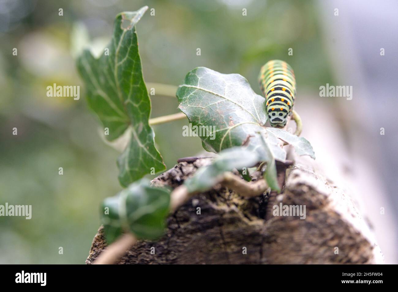 caterpillar on a leaf Stock Photo - Alamy