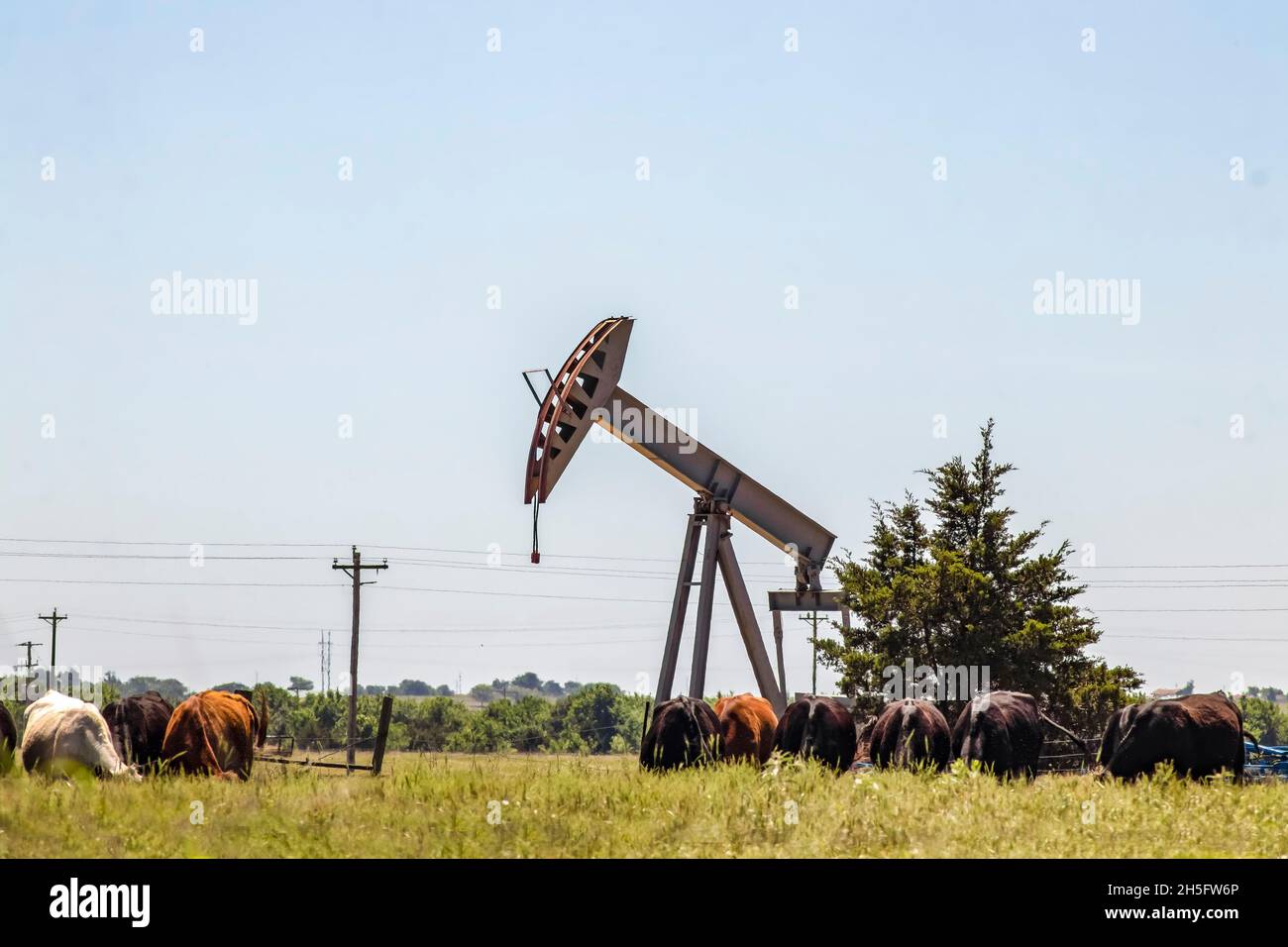 Oil rig pump jack out in field with cows grazing nearby Stock Photo