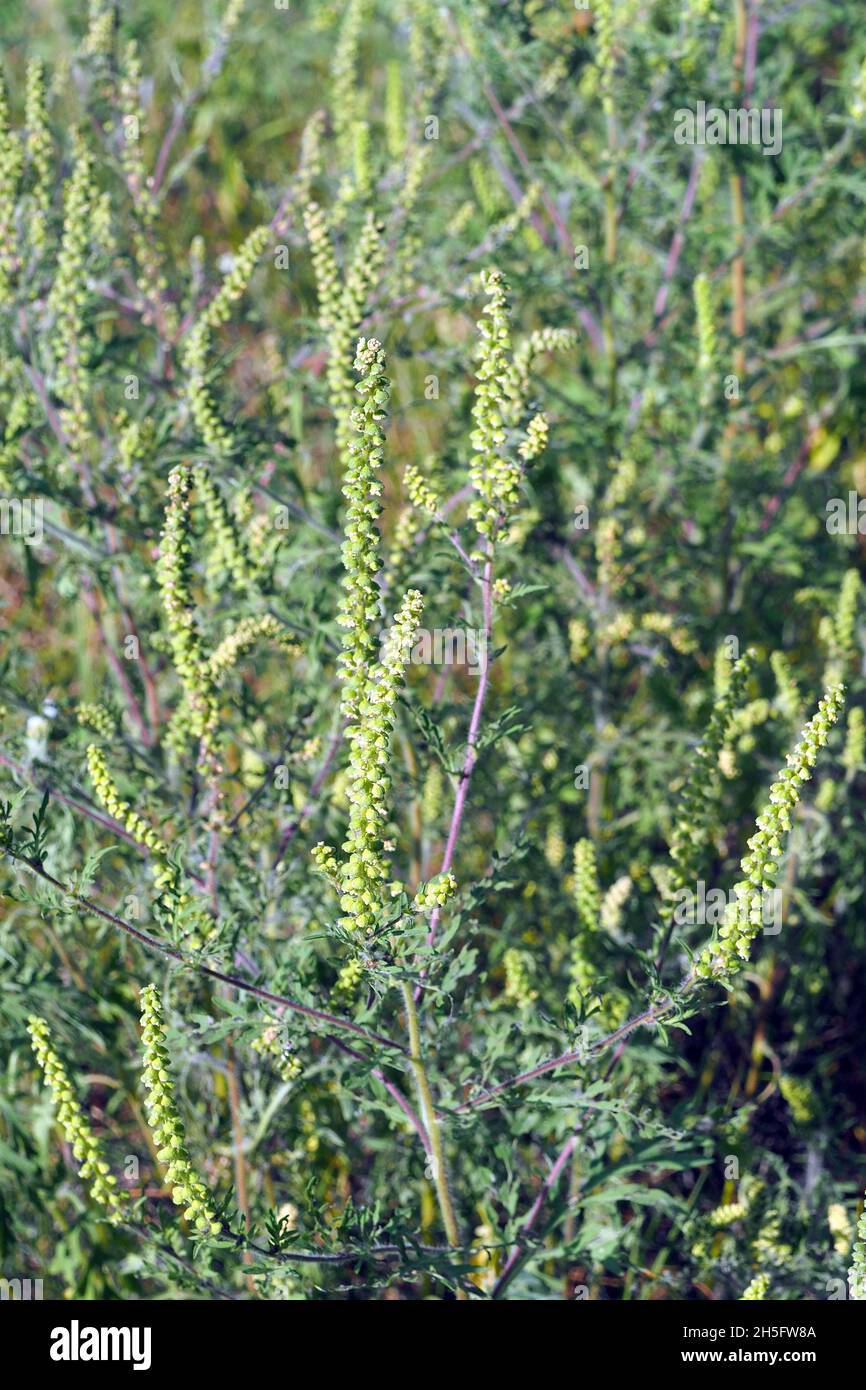 common ragweed, annual ragweed, low ragweed, Beifußblättrige ...