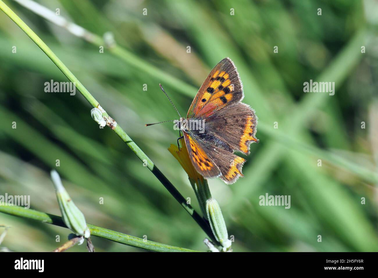 small copper, American copper, or common copper, Kleine Feuerfalter, Cuivré commun, Lycaena phlaeas, közönséges tűzlepke, Budapest, Hungary, Europe Stock Photo