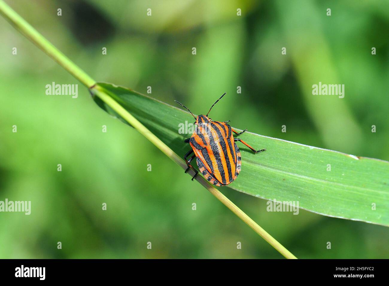 Striped bug, Streifenwanze, Graphosoma lineatum, csíkos pajzsospoloska, Budapest, Hungary, Magyarország, Europe Stock Photo