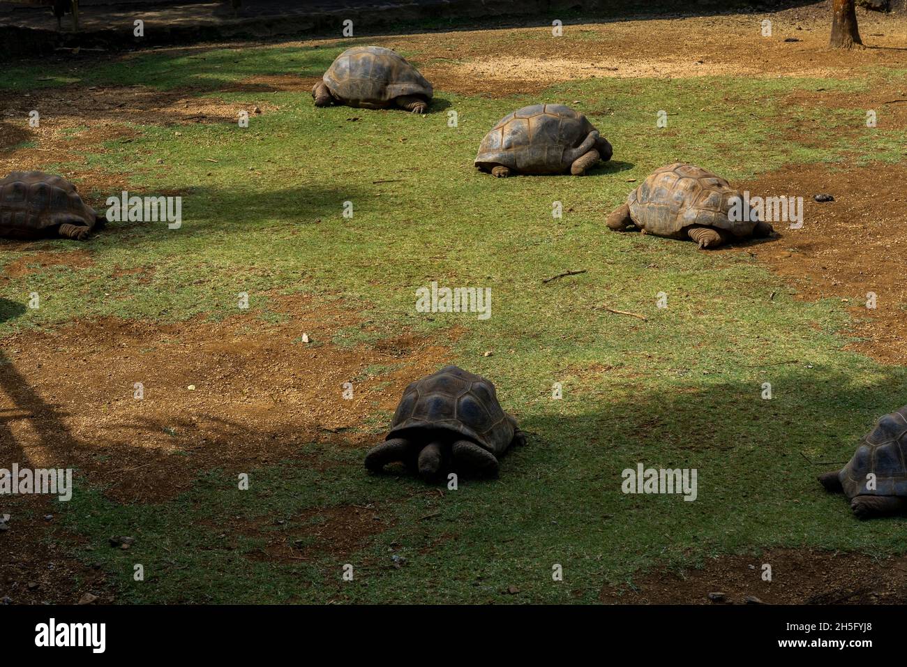 turtles in tropical Mauritius at La Vanille Nature Park. Hight photo Stock Photo - Alamy