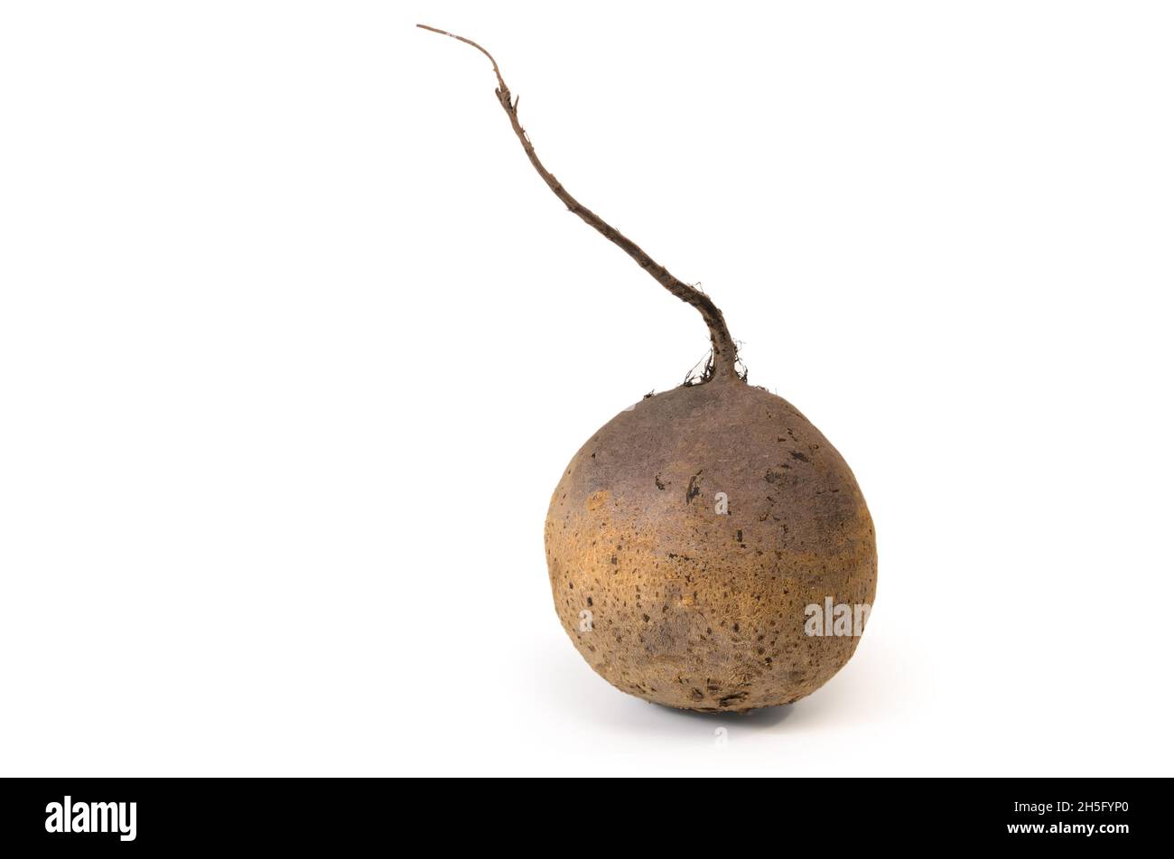 Ripe beets on white background with soft shadow Stock Photo