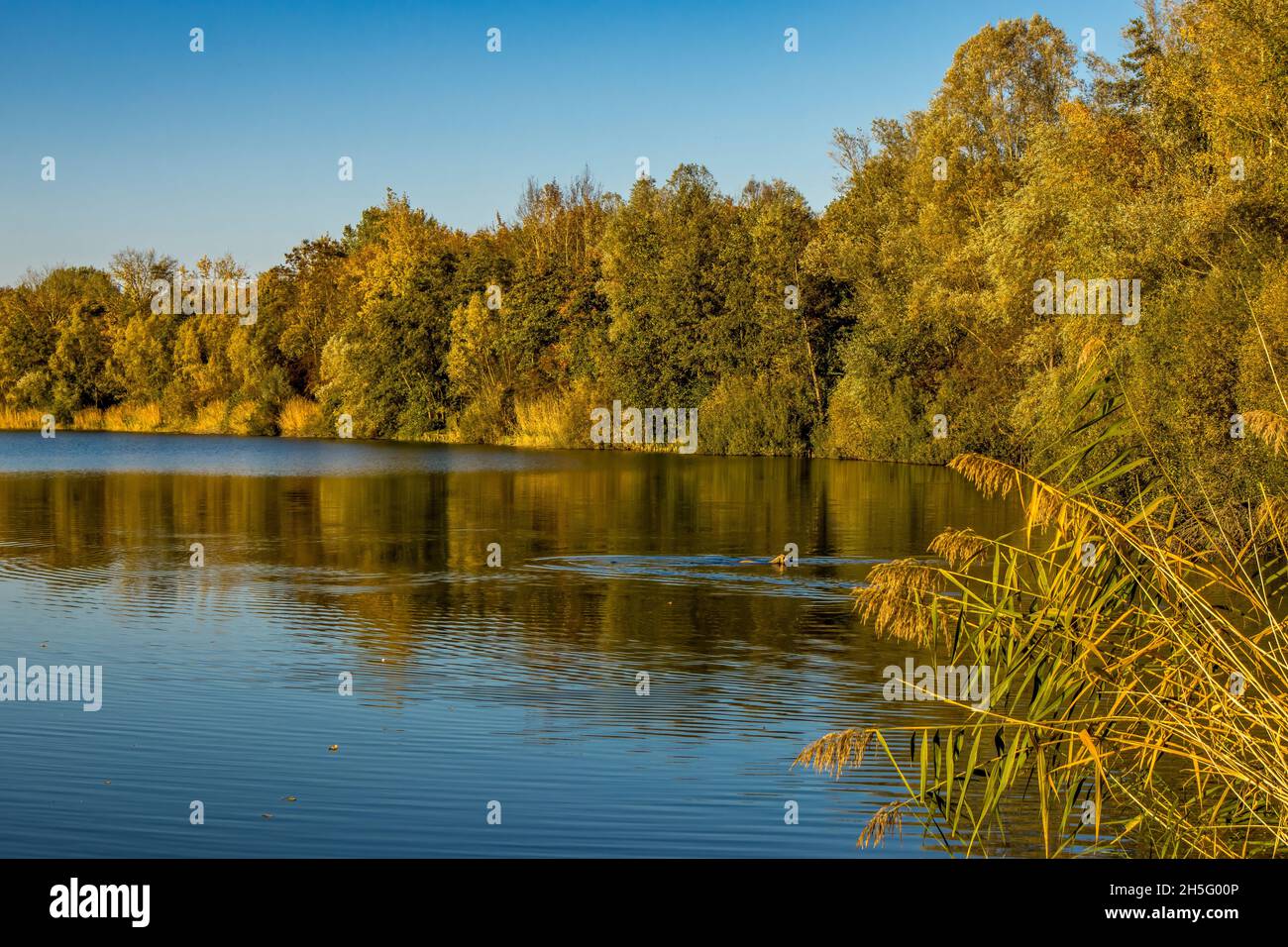 A beautiful little lake called Oberwaldsee in Germany at a sunny day in Autumn with a colorful forest reflecting in the water. Stock Photo