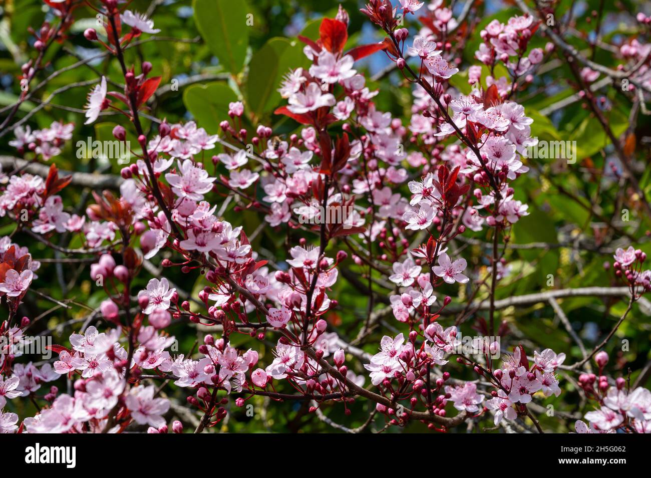 Spring blossom of pink wild sakura cherry tree in sunny day Stock Photo ...