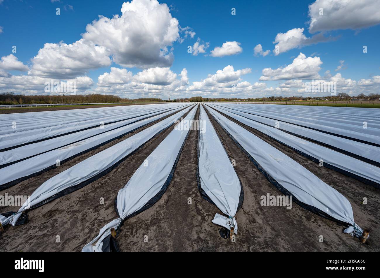 Agriculture in Netherlands, white asparagus fields covered with plastic  film in spring, landscape photo Stock Photo - Alamy