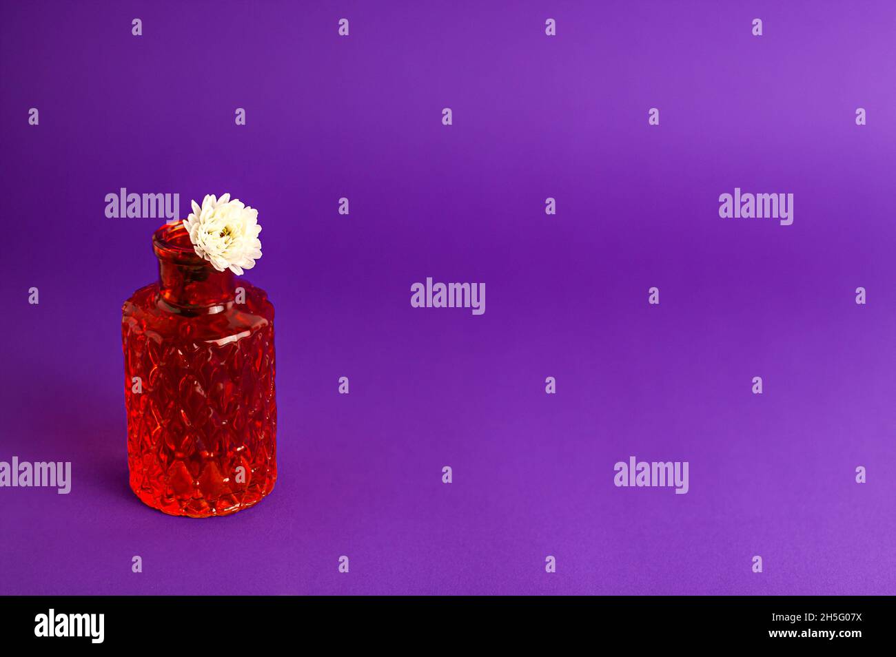 White chrysanthemum flowers in tiny red vase from glass with texture on
