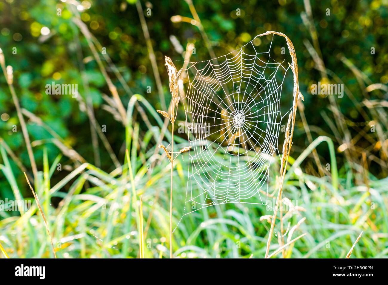 spider web or cobweb with dewdrops hanging on the grass, blurred background Stock Photo
