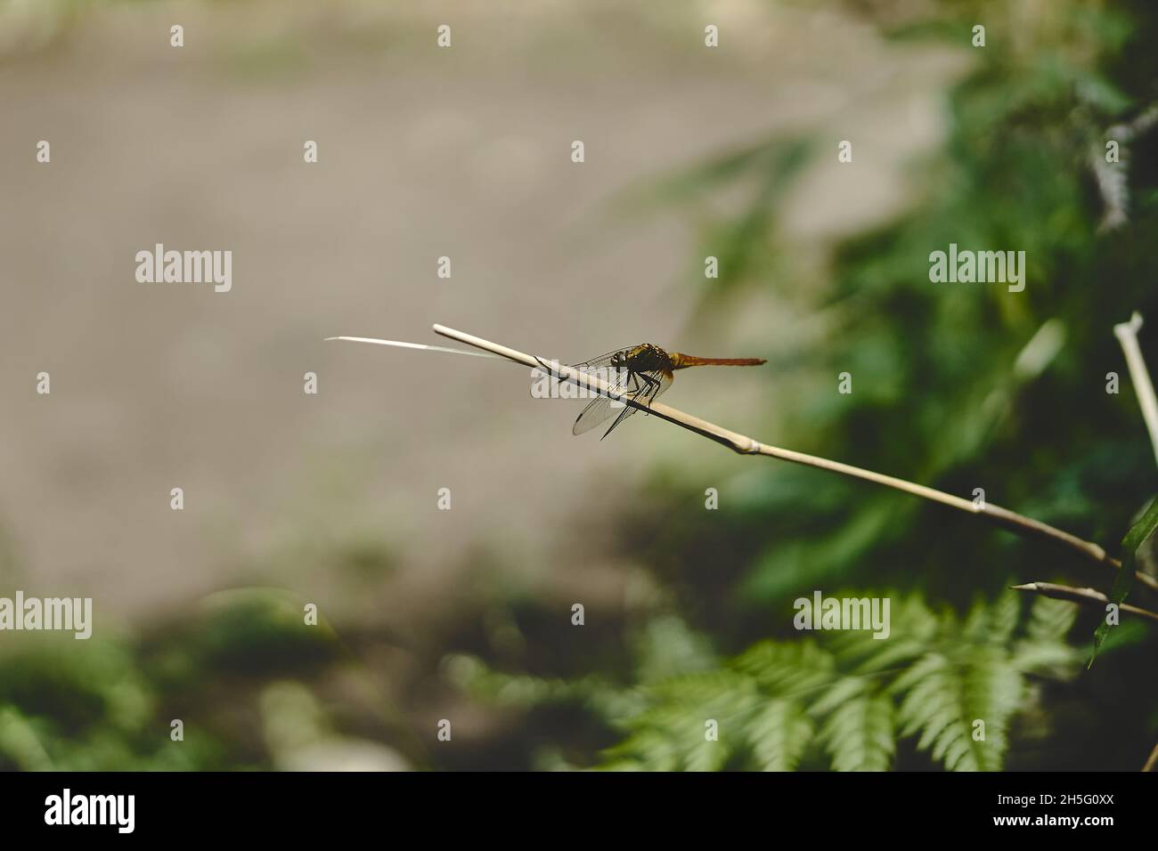 Large dragonfly on a branch of a tree Stock Photo - Alamy