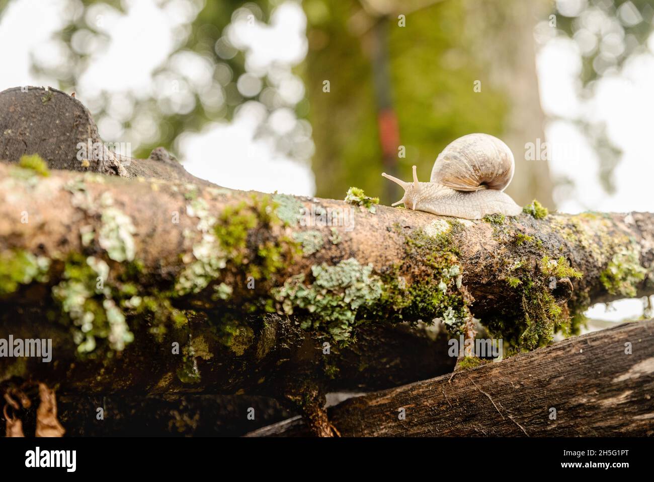 Snail moving on mossy log Stock Photo