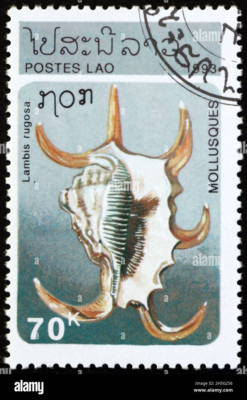 LAOS - CIRCA 1993: a stamp printed in Laos shows chiragra spider conch, lambis rugosa, is a species of large sea snail, circa 1993 Stock Photo