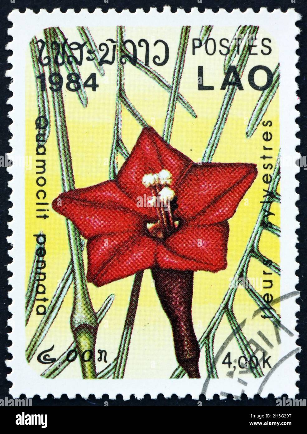 LAOS - CIRCA 1984: a stamp printed in Laos shows cypress vine, quamoclit pennata, is a species of vine native to tropical regions of the New World, ci Stock Photo