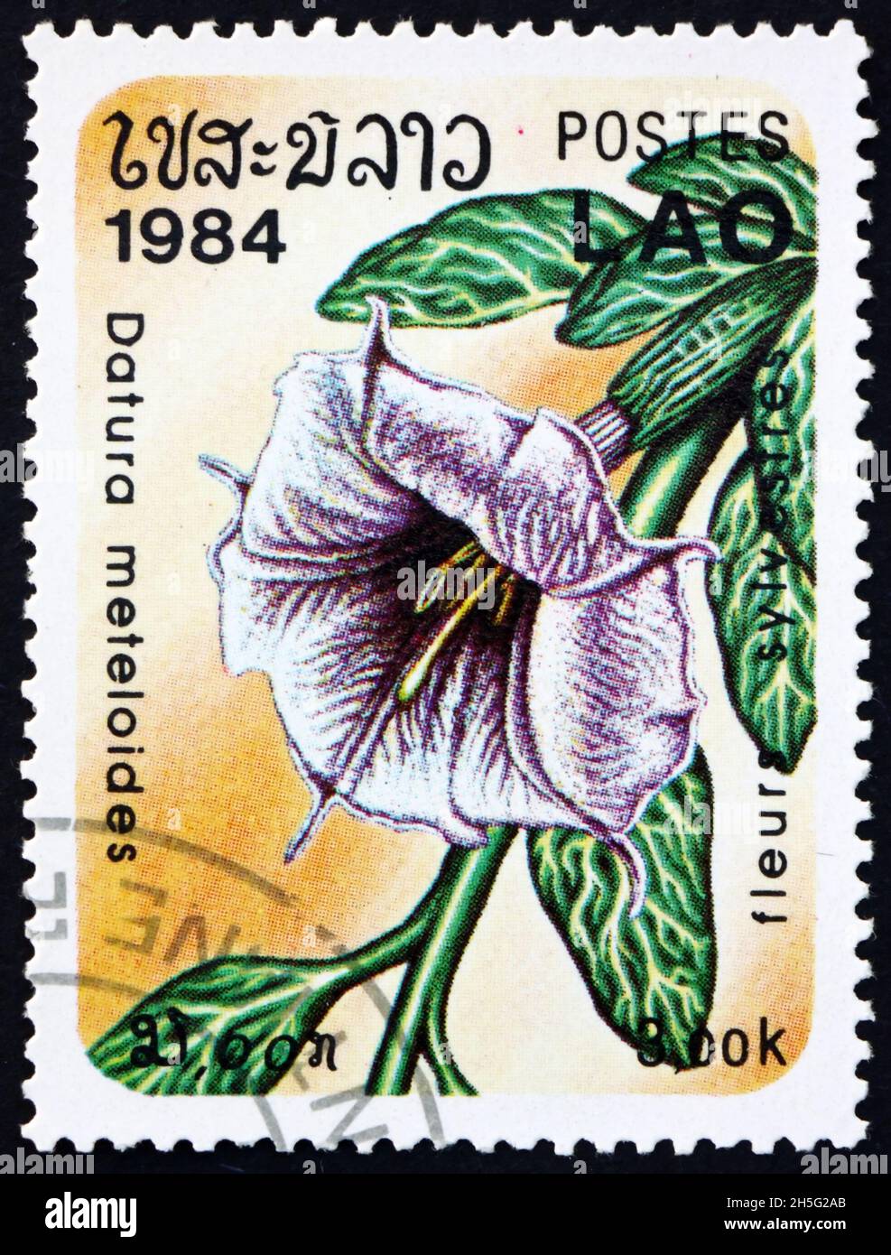 LAOS - CIRCA 1984: a stamp printed in Laos shows pricklyburr, datura meteloides, flowering plant native to America, circa 1984 Stock Photo
