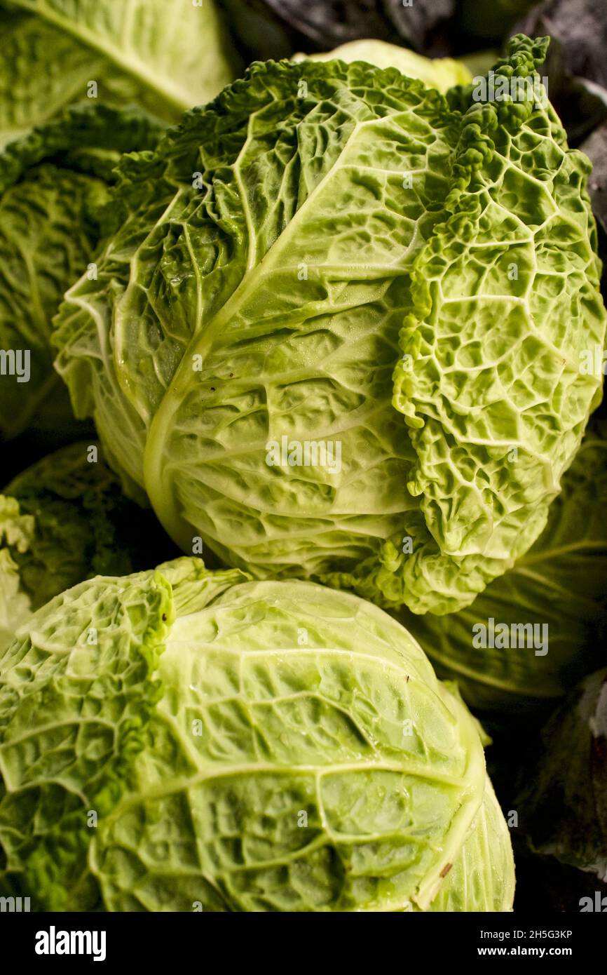 Savoy Cabbage Heads with striking crinkly leaves.  Close up dramatic photograph Stock Photo