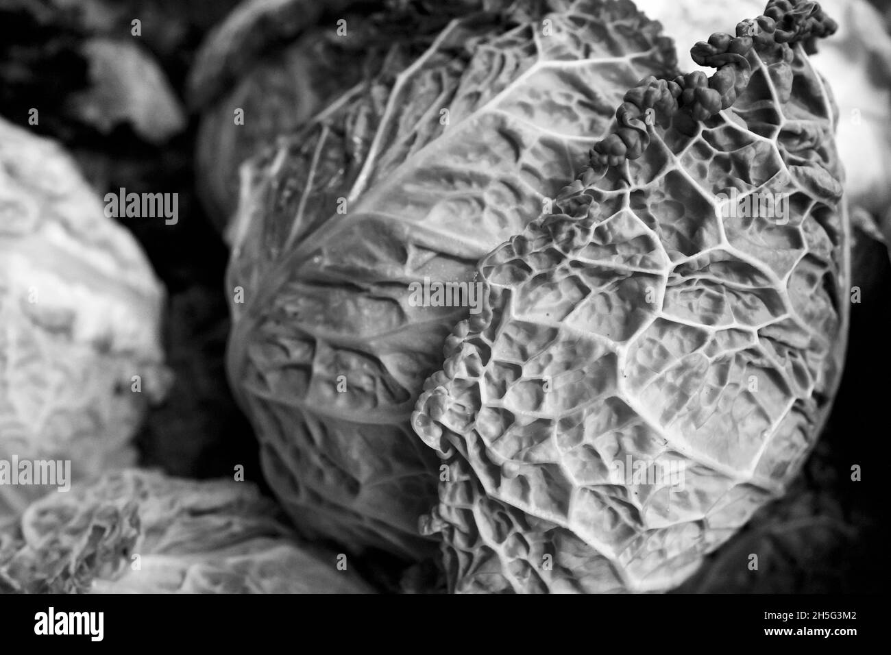 Savoy Cabbage Heads with striking crinkly leaves.  Close up dramatic photograph Stock Photo