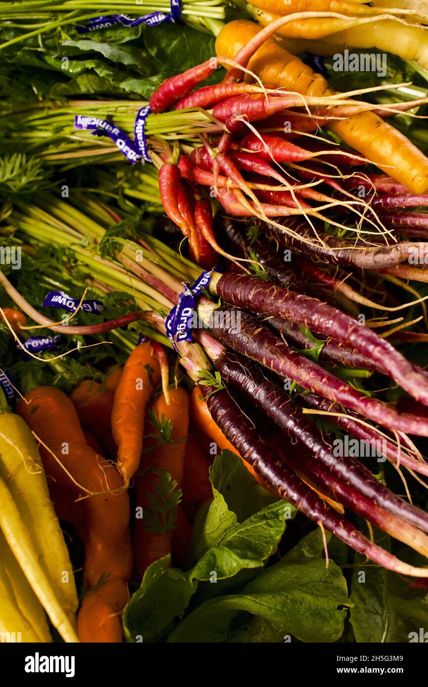 Bundles of multi colored carrots in market for sale at a Farmer’s Market in Summit, NJ, USA. Stock Photo
