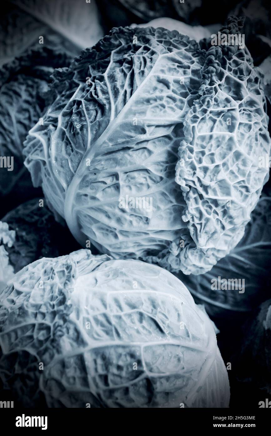 Savoy Cabbage Heads with striking crinkly leaves.  Close up dramatic photograph Stock Photo
