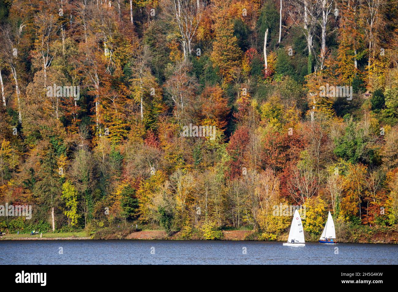 Two small sailboats on Lake Baldeney, Baldeneysee, against the backdrop of an autumnal forest with colourful foliage, Essen, Germany Stock Photo